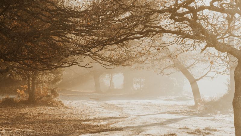 trees, sunlight, bright, park, nature, 4k