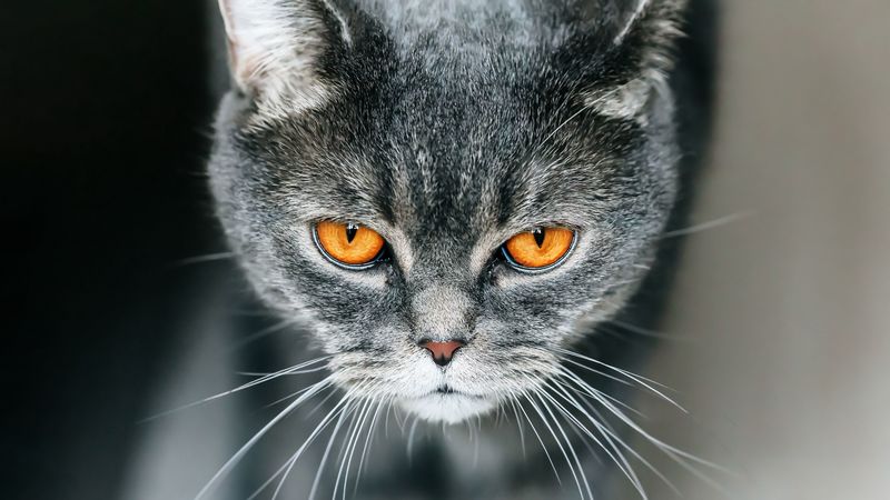 cat, british, gray, pet, 4k