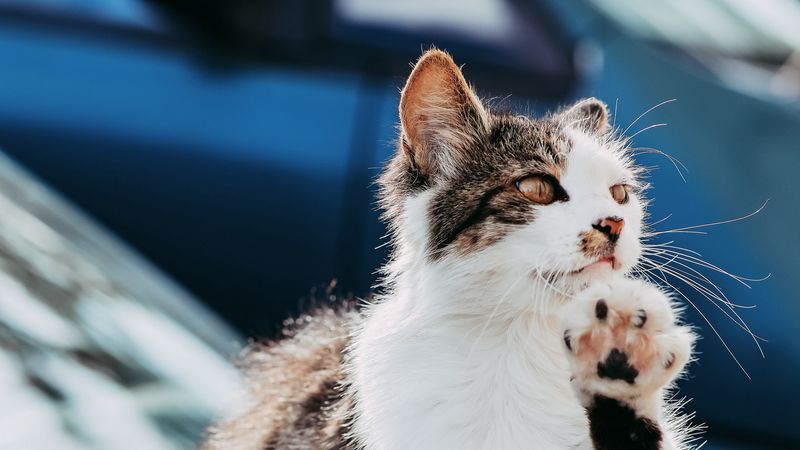 cat, paw, funny, pet, 4k