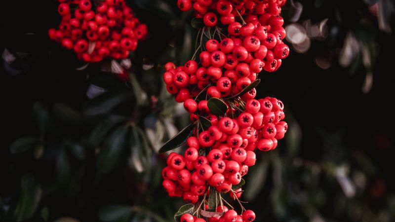 rowan, berries, red, bunches, plant, 4k