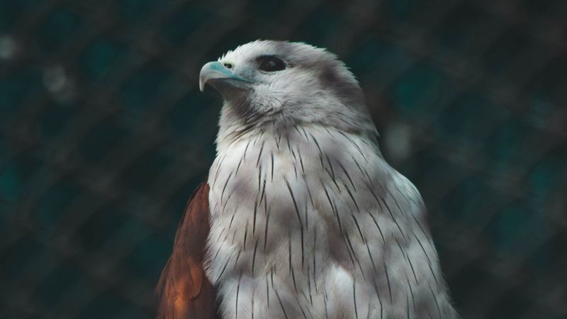 hawk, bird, white, predator, 4k
