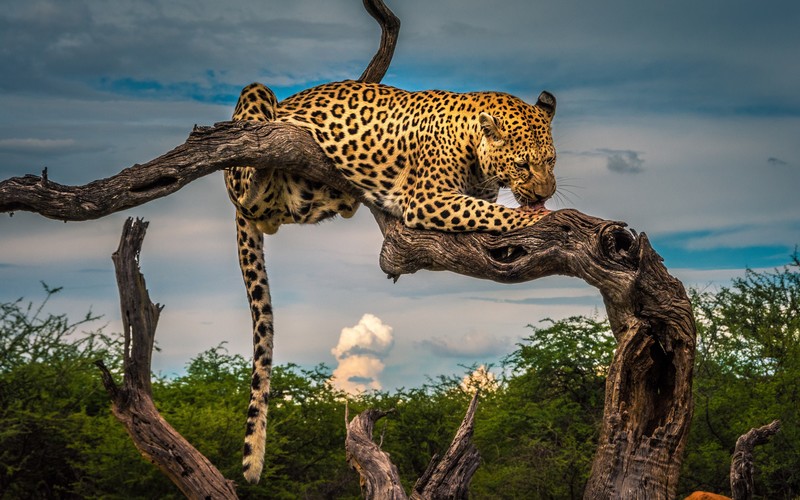 leopard, animals, hd, 4k, 5k