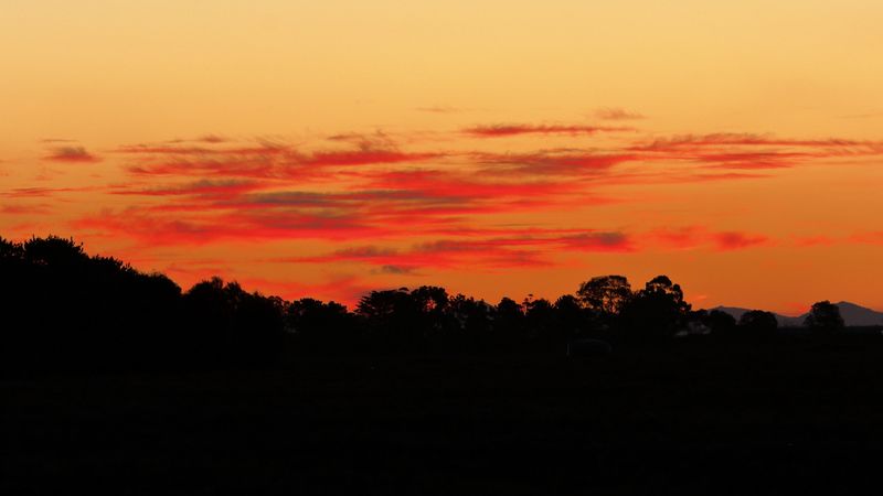 trees, bushes, silhouette, sunset, 4k