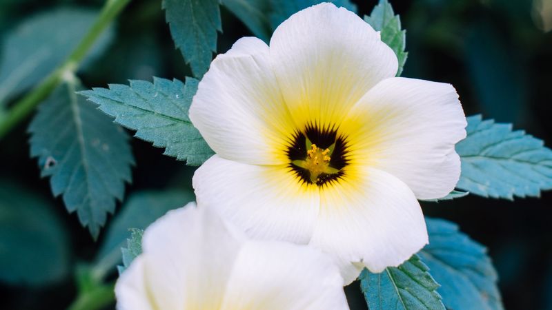 pansy, flowers, white, plant, 4k