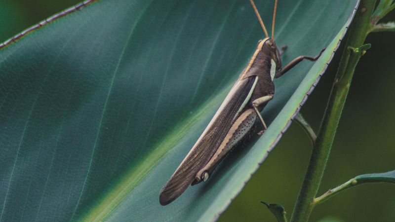 grasshopper, insect, macro, leaf, plant, 4k