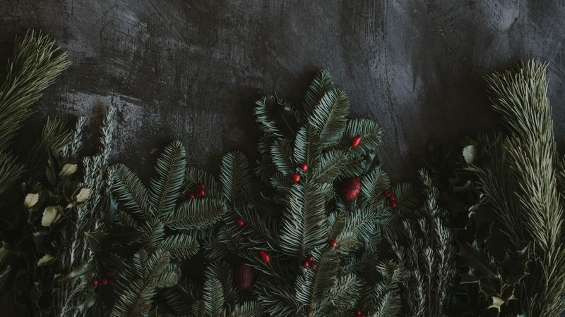 spruce, branches, berries, texture, grunge, 4k