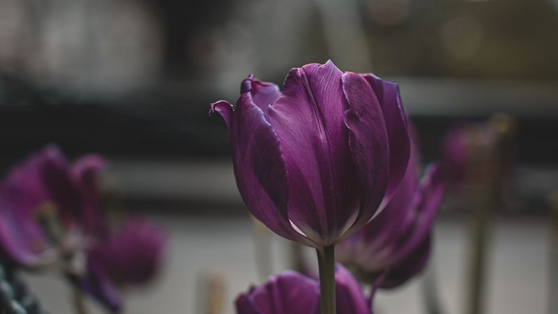 tulips, purple, flowers, plants, bloom, 4k