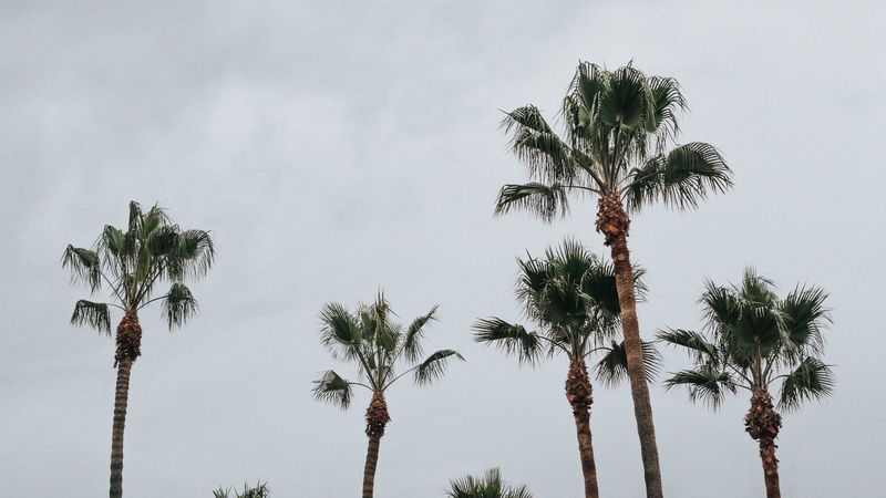 palms, trees, sky, tropics, 4k
