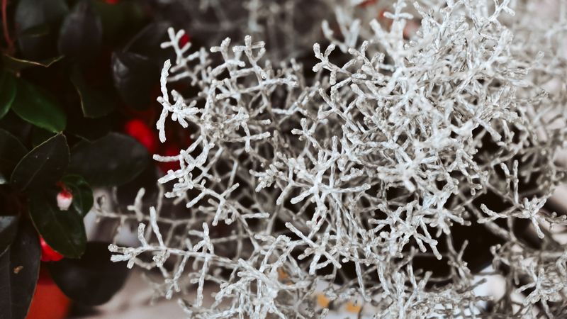 plant, white, branches, leaves, closeup, 4k
