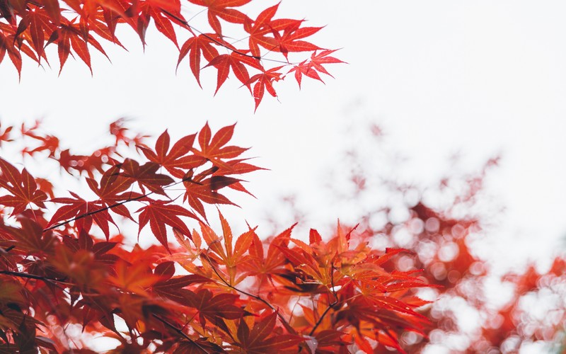 leaf, trees, hd, 4k, 5k