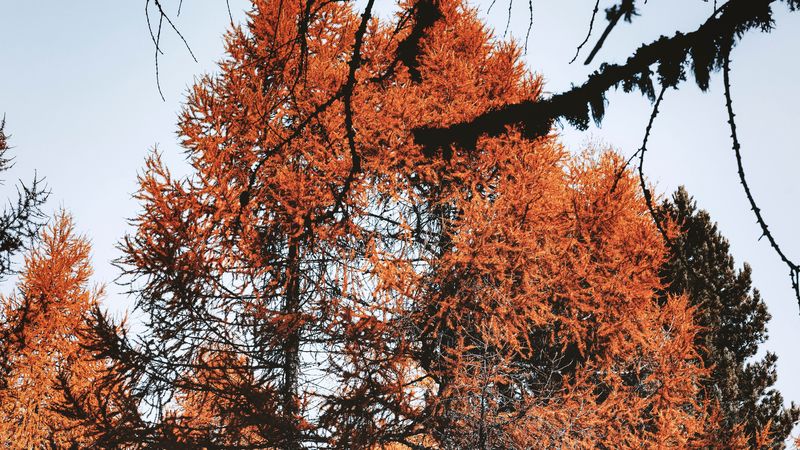 trees, pines, conifer, brown, nature, 4k