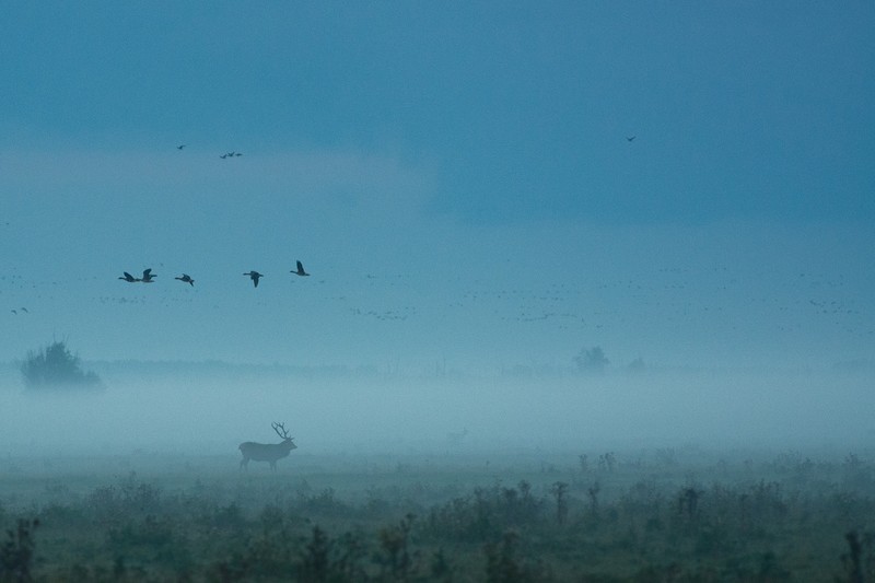reindeer, deer, animals, hd, 4k, fog, birds