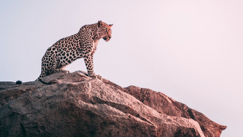 cheetah, animals, hd, 4k