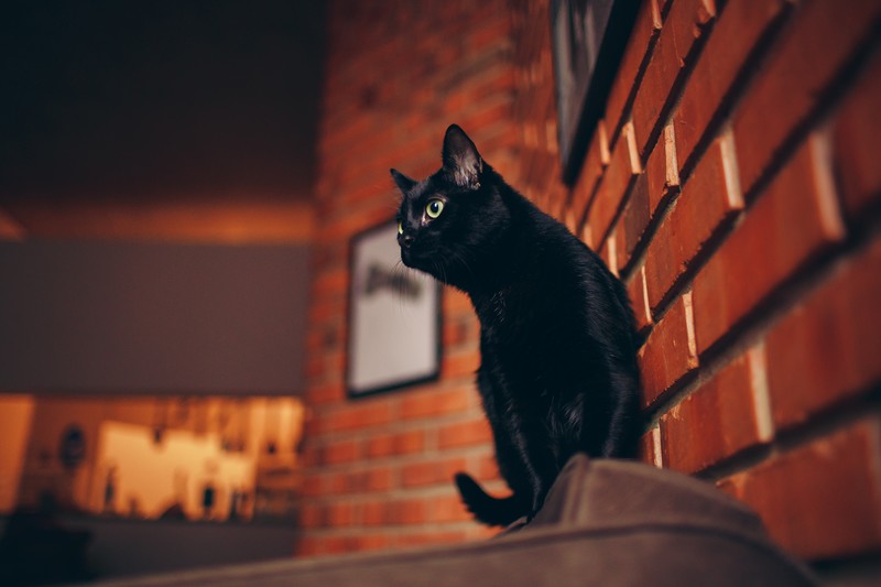 cat, animals, hd, 4k, 5k