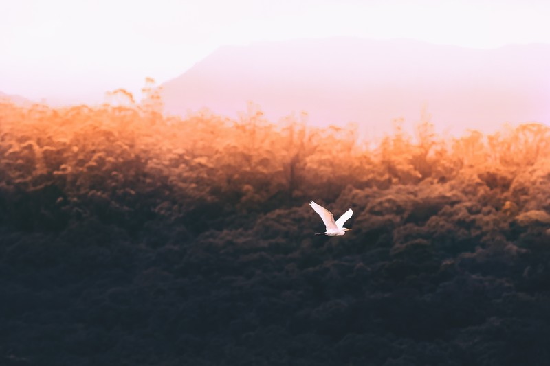 birds, forest, nature, hd, 4k, 5k