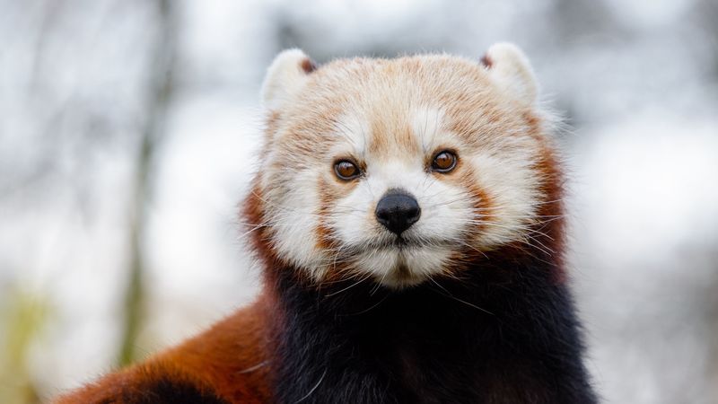 red panda, glance, brown, animal, wild, 4k