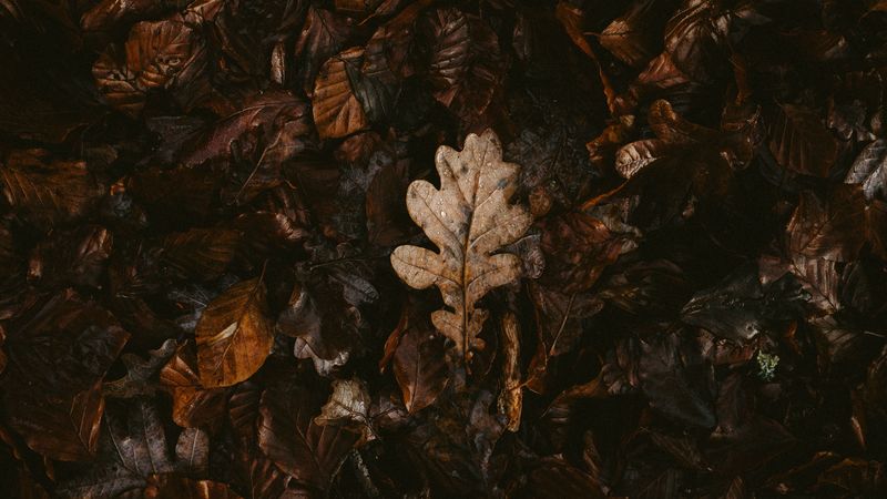 leaves, dry, fallen, autumn, 4k