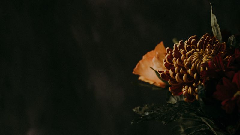 chrysanthemum, flower, brown, dark, 4k