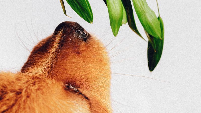 puppy, dog, nose, plant, sniff, 4k