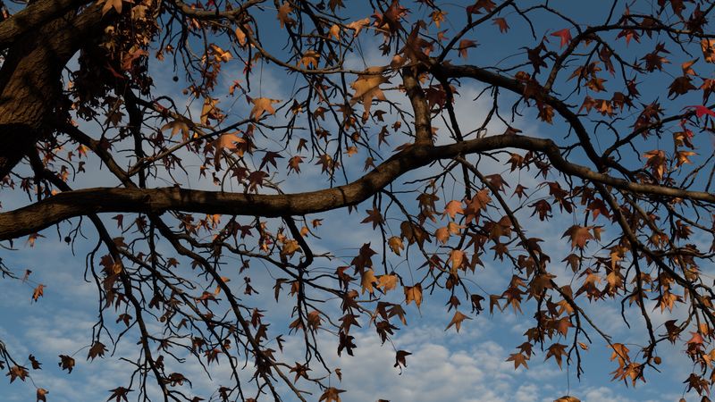 tree, branches, leaves, dry, autumn, 4k