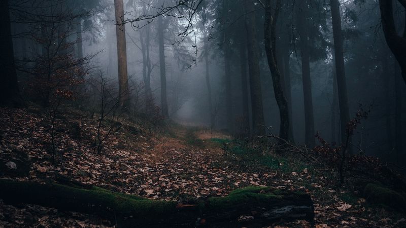forest, fog, path, autumn, nature, 4k