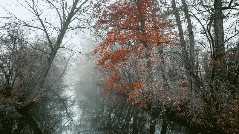 river, trees, fog, autumn, landscape, 4k