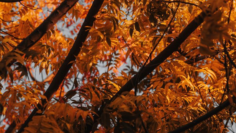 tree, branches, leaves, autumn, 4k
