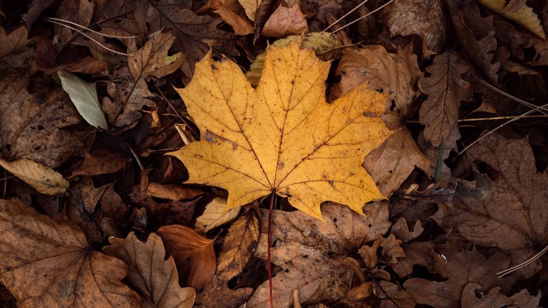 leaves, autumn, dry, foliage, 4k
