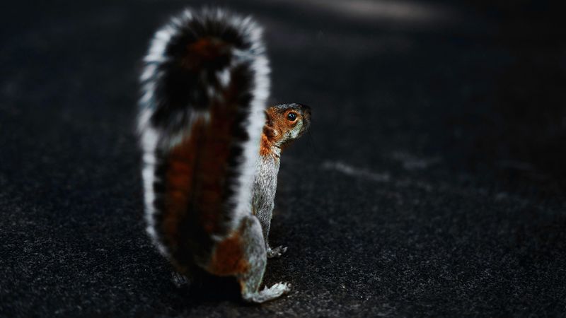 squirrel, brown, fluffy, tail, animal, 4k