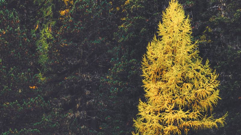 forest, conifer, trees, larch, 4k