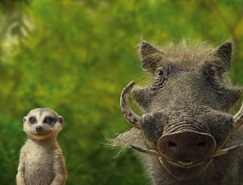the lion king, 2019 movies, movies, hd, 4k, 5k, pumbaa