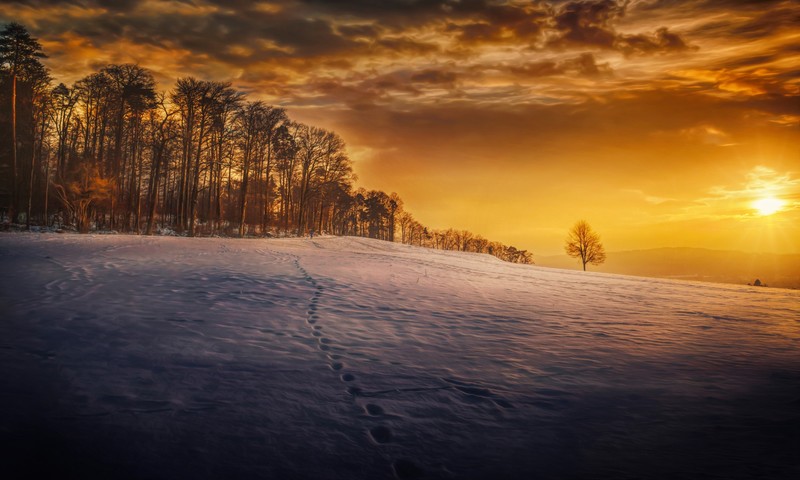 evening, snow, landscape, trees, hd