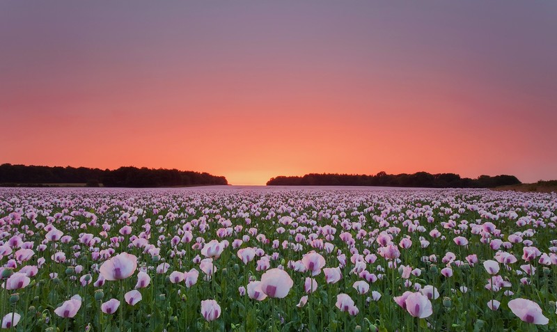 flowers, field, hd, nature