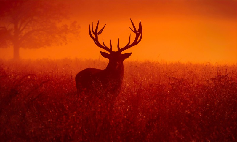 reindeer, animals, hd, 4k, silhouette