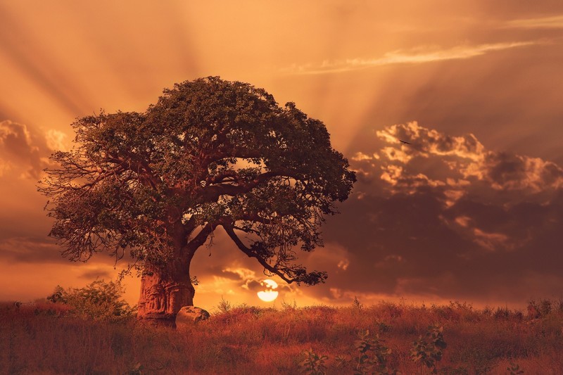baobab, trees, nature, hd