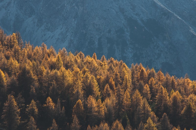 forest, mountains, trees, nature, hd, 4k