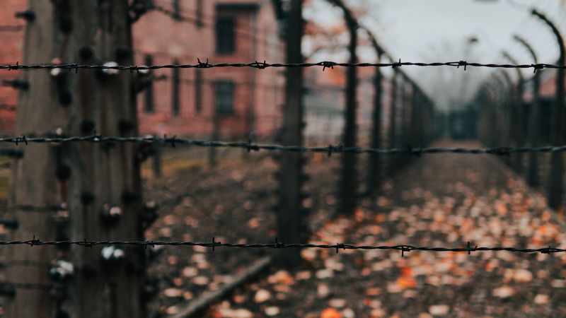 fence, barbed wire, wire, spikes, 4k