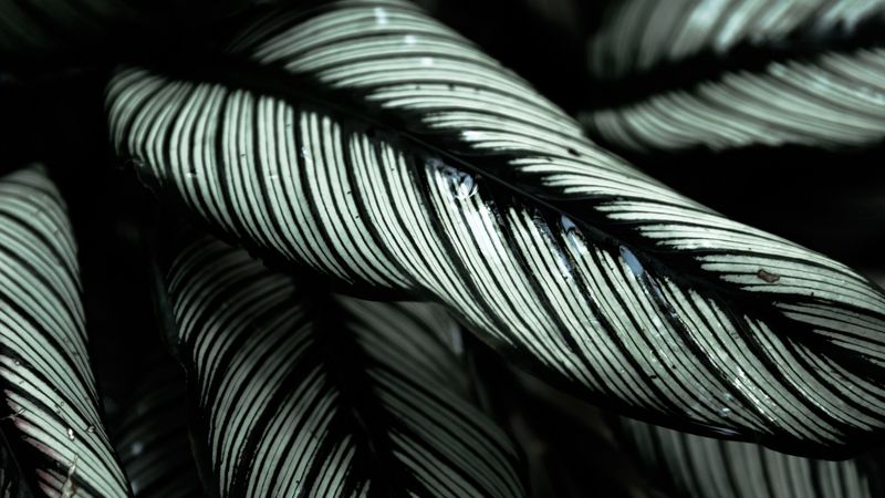 plant, leaves, striped, tropical, 4k
