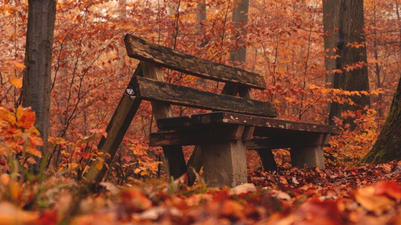 bench, forest, autumn, nature, 4k