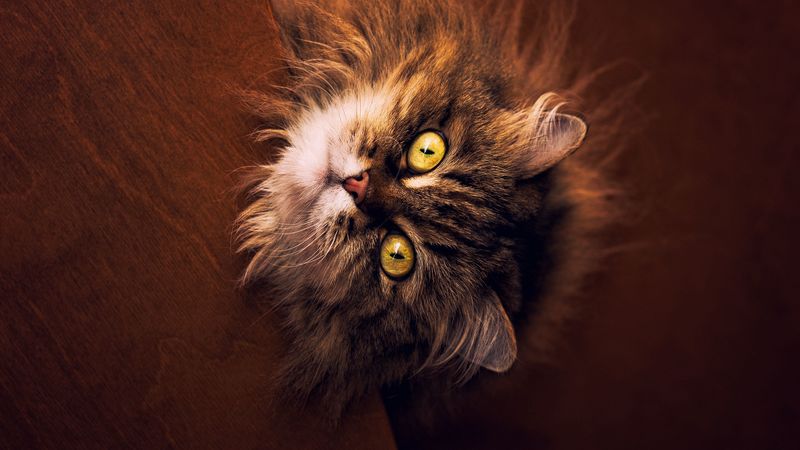 cat, gray, fluffy, pet, 4k