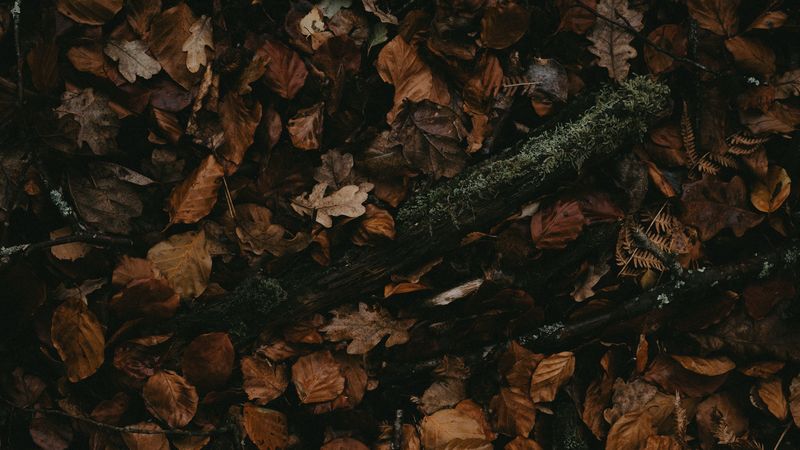 leaves, autumn, dry, 4k