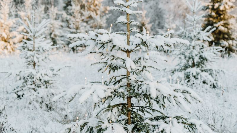 fir, snow, garland, winter, tree, 4k
