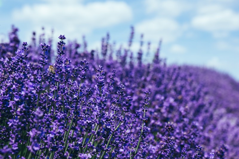lavender, nature, hd, 4k, 5k