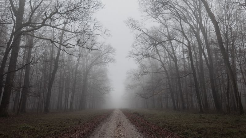 road, trees, fog, nature, autumn, 4k