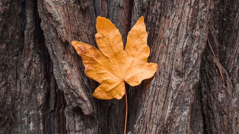 leaf, maple, autumn, bark, tree, 4k