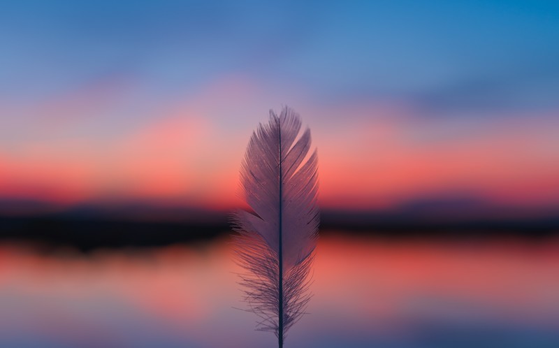 feather, sunset, nature, hd, 4k, 5k, blur