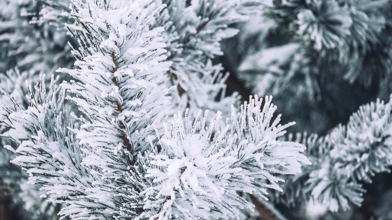 branch, pine, snow, macro, winter, 4k