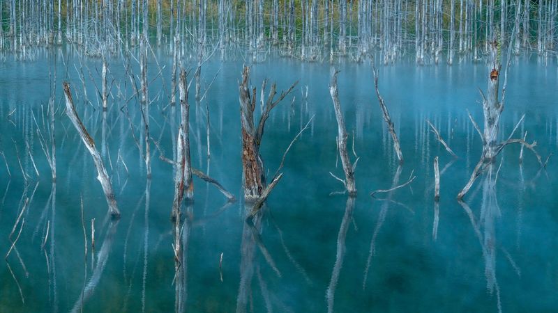 lake, swamp, trees, nature, 4k