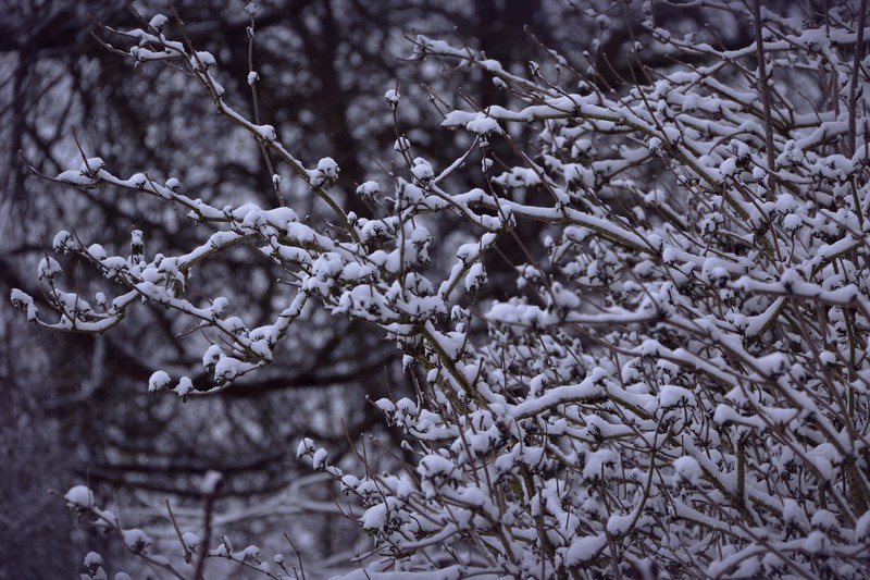 snow, tree, nature, hd, 4k, 5k