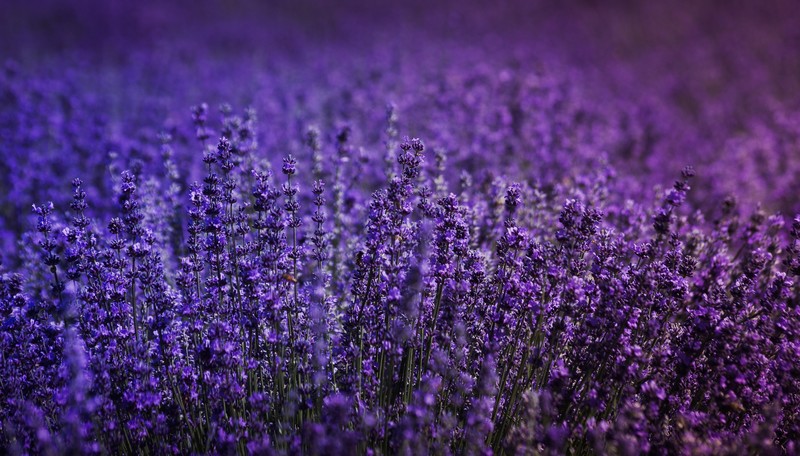 lavender, flowers, field, hd, 4k, 5k